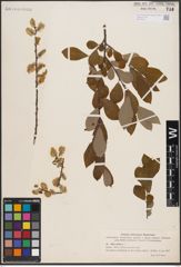 Foto von Salix aurita L.
